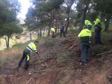 Treballs d’extracció de Opuntia aurantiaca manualment amb molta cura. Maig 2017