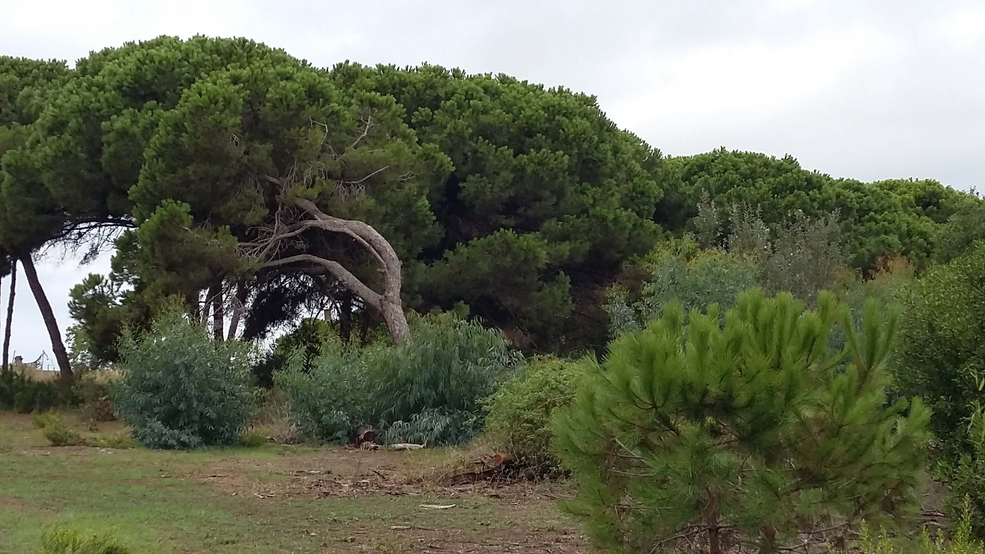 Aspecte general de la vegetació del Remolar. Abril 2016