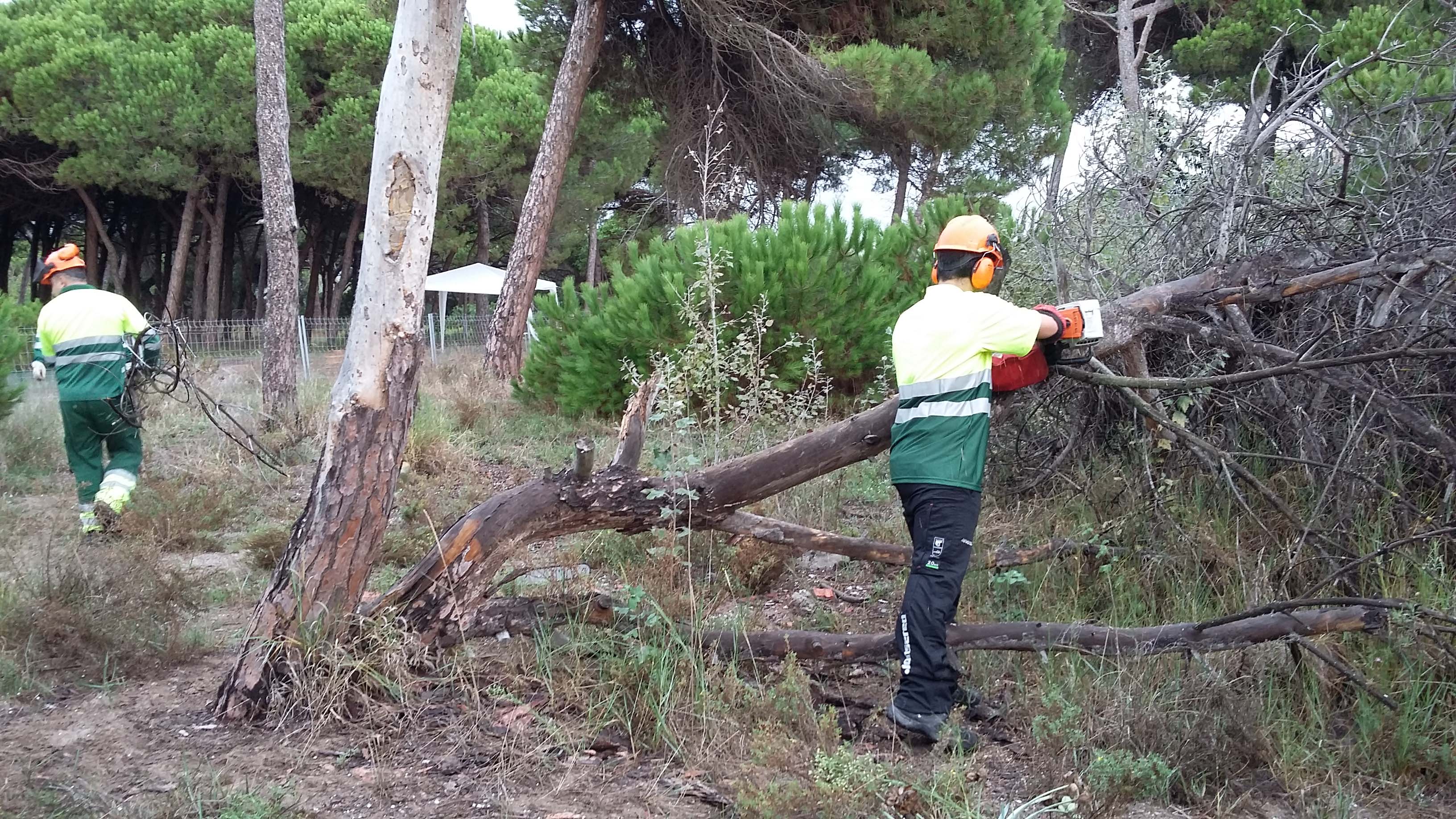 Treballs de millora forestal amb la tallada i processat d’arbres morts i malalts. Setembre 2016