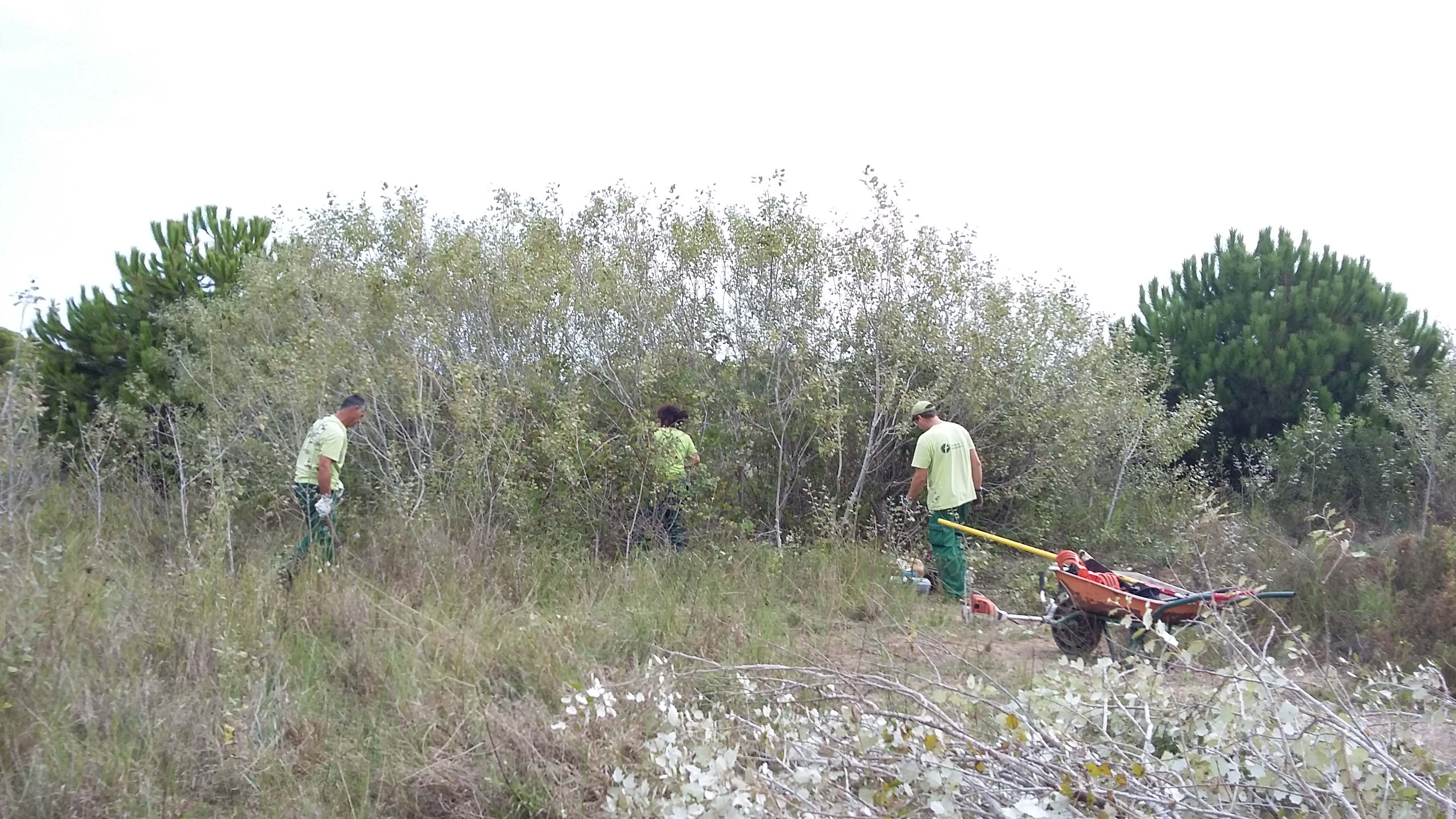 Treballs forestals de millora d’albaredes joves, pròpies de boscos de ribera i zones humides mediterrànies. Setembre 2016