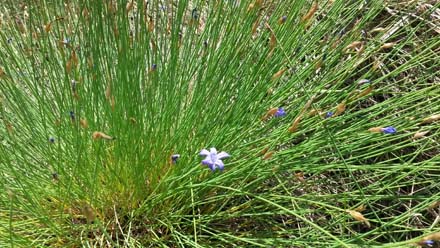 Detall de la jonça, espècie herbàcia a potenciar amb presència d’orquídees i altres geòfits. Juny 2017 