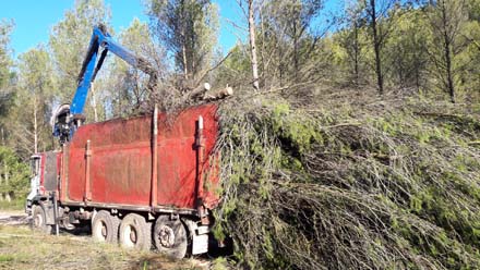 Treballs de desembosc d’arbres sencers amb destí a biomassa forestal procedents de la tallada d’arbrat de la creació de pastures. Octubre 2017