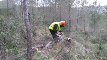 Treballs de tallada, processat i eliminació de restes en l’aclarida de millora del pi blanc. Abril 2017