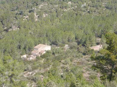 Aspecte de les pinedes joves de pi blanc de regeneració on s’actuarà. Març 2017