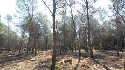 Estat final de la pineda de pi blanc després de l’aclarida de millora. Març 2017