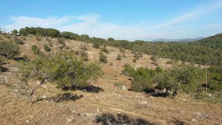Estat final dels treballs de recuperació del conreu de garrofers. Març 2017