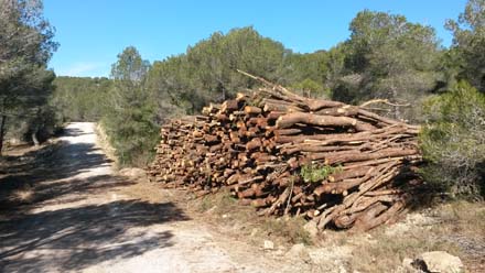 Pila de fusta de pi procedent de l’aclarida a peu de camí. Març2017