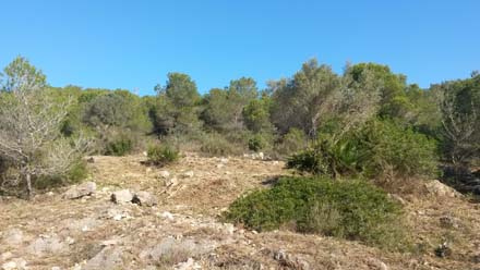 Estassada selectiva en zona de matoll per disminuir el risc d’incendi, augmentar l’efecte d’espai obert i augmentar la qualitat paisatgística de l’entorn per als visitants.