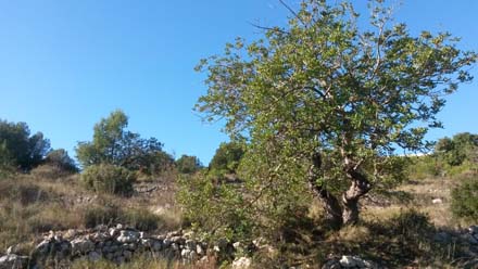 Detall d’un garrofer. Setembre 2016