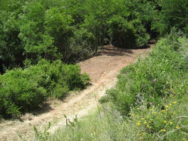 Zona on s’ha eliminat la canya per tal de renaturalitzar amb espècies autòctones. Juny 2017