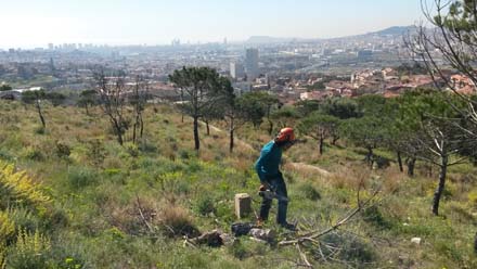 Treballs de tallada d’arbres cremats i processat a la zona del Mirador de les Escoles. Març 2017