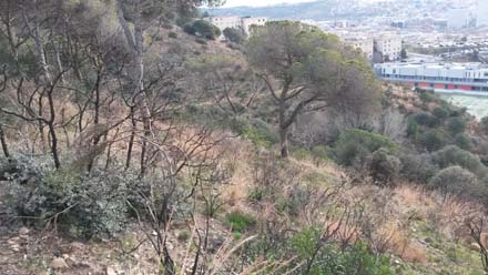 Estat inicial del matollar després de l’incendi. Desembre 2016