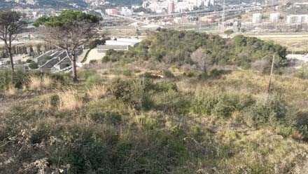 Estat inicial de l’herbassar i matollar després de l’incendi. Desembre 2016 