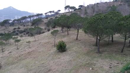 Visió general de la zona estassada al sector de l’Àrea de les Oliveres. Gener 2017