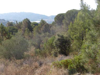 Estat inicial del bosc mixt jove (pins, alzines, roures i altres) a la zona alta de la Font de l’Alba. Juny 2016 