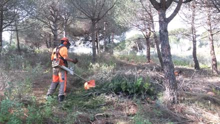 Treballs d’eliminació de restes amb motodesbrossadora. Febrer 2017