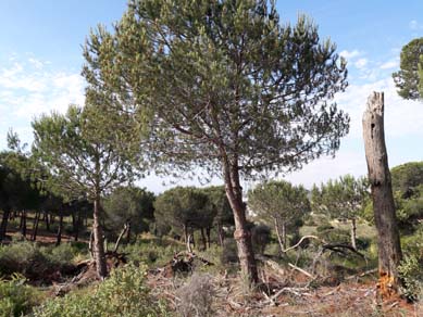 Treballs de poda i aclarida puntual en pineda de pi pinyer. Abril 2017