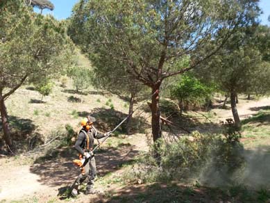 Treballs de poda en altura amb motoserra i pèrtiga telescòpica. Abril 2017