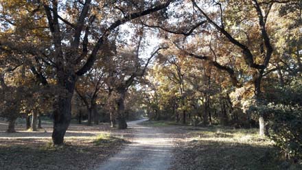 Aspecte general de la roureda amb arbres de grans dimensions. Novembre 2018