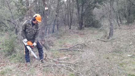 Treballs de millora forestal en el bosc mixt jove tallant arbres en excés i trossejant les restes amb motoserra. Abril 2019