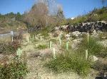 Plantacions complementàries puntuals a les proximitats de la Riera de Begues per accelerar la recuperació d’espècies autòctones. Febrer 2012