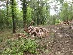 Pila de fusta procedent de l’aclarida de millora del bosc, on s’han tallat arbres de diàmetres petits destinats a estella forestal. Juny 2013