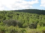 Aspecte general d’una pineda densa i jove procedent de regeneració natural del bosc després d’un incendi forestal al cap de 30 anys. Setembre 2013