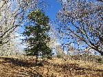 Treballs de millora forestal al voltant de peus d’avet per a potenciar el vigor i la regeneració de l’avetosa. Novembre 2015