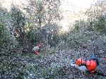 Treballs de millora forestal en alzinar jove, amb selecció de rebrots, poda baixa i eliminació de restes. Desembre 2015