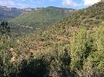 Vista general de la zona de treball en bosc jove procedent de regeneració natural. Desembre 2017