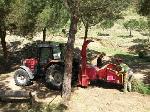 Treballs d’eliminació de restes amb molí triturador en zona ajardinada dins del parc. Abril 2017