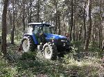 Desembosc dels arbres tallats amb tractor. Gener 2006