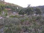 Realització de la selecció de tanys en zones amb regeneració natural d’alzina. Octubre 2008