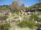 Plantacions complementàries puntuals a les proximitats de la Riera de Begues per accelerar la recuperació d’espècies autòctones. Febrer 2012