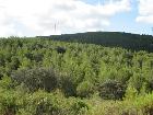 Aspecte general d’una pineda densa i jove procedent de regeneració natural del bosc després d’un incendi forestal al cap de 30 anys. Setembre 2013