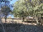 Encinar joven de rebrote con abundante matorral, y con muy alto riesgo de incendio forestal. noviembre 2015