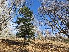 Trabajos de mejora forestal alrededor de pies de abeto para potenciar el vigor y la regeneración del abetal. noviembre 2015