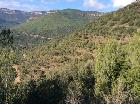 Vista general de la zona de trabajo en bosque joven procedente de regeneración natural. diciembre 2017