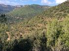 Vista general de la zona de treball en bosc jove procedent de regeneració natural. Desembre 2017