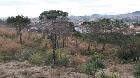 Estat inicial de la plantació de pi pinyer jove després de l’incendi. Desembre 2016