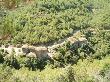 Visita panoràmica de la vall del Flequer i tines de l’Escudelleta. Juny 2008