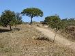 Manteniment de la franja de la pista de la Vallançana. Febrer 2008