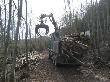 Transport de les barres de castanyer del bosc fins a serradora, on es realitzarà el seu processat per a puntals o pals.