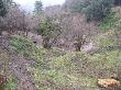 ﻿Trabajos forestales del entorno de la fuente de Can Castellví. Febrero 2008