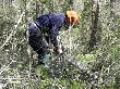 Operari forestal realitzant l’aclarida de millora. Març 2009