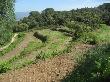 Recuperació de feixes de pastura a la Roca del Vallès. Maig 2009