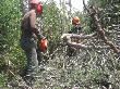 Operaris realitzant el processament dels arbres per a la seva retirada del bosc. Maig 2009