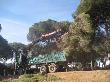 Desembosc i transport dels arbres amb camió. Maig 2010