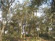 Transformació del bosc mixt a un bosc jove de suro. Gener 2012