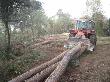 Desembosc de la fusta de pi amb tractor i cabrestany. Desembre 2011